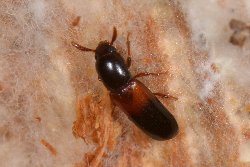 Corticeus fasciatus, Tenebrionidae
